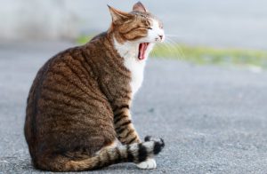 猫ちゃん